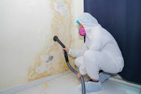 Reliable Dimmitt, TX Mold Remediation Solutions